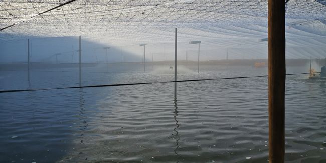 春季倒藻問(wèn)題如何解決？