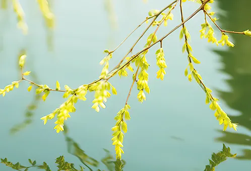 消毒和解毒如何區(qū)分？消毒劑殘留毒素怎么解？