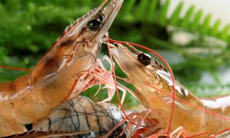 南美白對(duì)蝦養(yǎng)殖五個(gè)要點(diǎn)，助你成功率翻倍