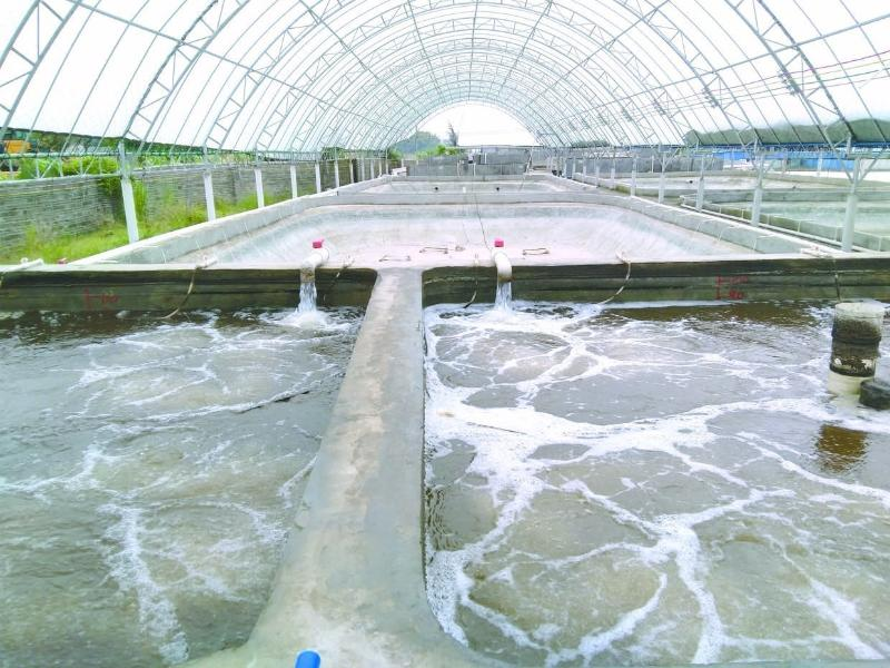 養(yǎng)蝦先養(yǎng)水！養(yǎng)水的關鍵核心原來是它！