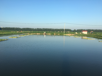 氨氮過高有哪些危害？該如何處理？