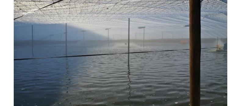 春季倒藻問題如何解決？