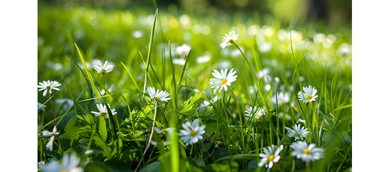 春季肥水要點(diǎn)