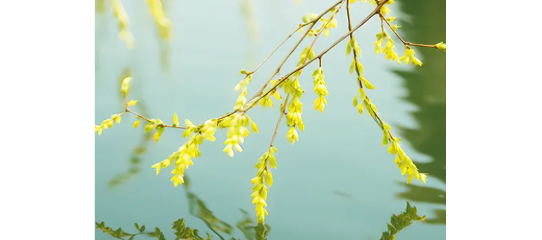 消毒和解毒如何區(qū)分？消毒劑殘留毒素怎么解？