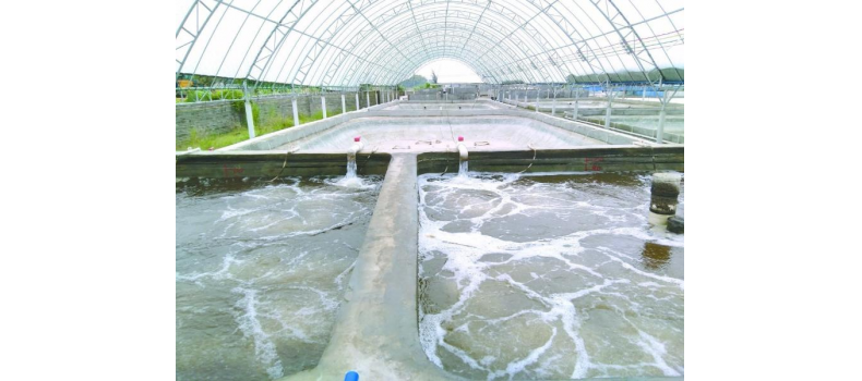 養(yǎng)蝦先養(yǎng)水！養(yǎng)水的關(guān)鍵核心原來是它！