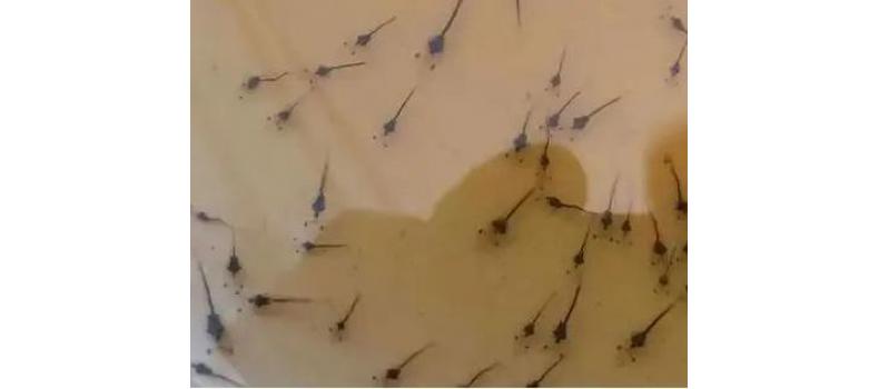 南美白對蝦小棚標(biāo)粗流程