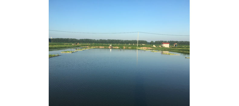 氨氮過高有哪些危害？該如何處理？