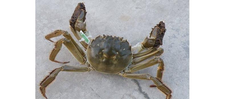 六月蟹事  加強管理促生長 調理肝腸保健康